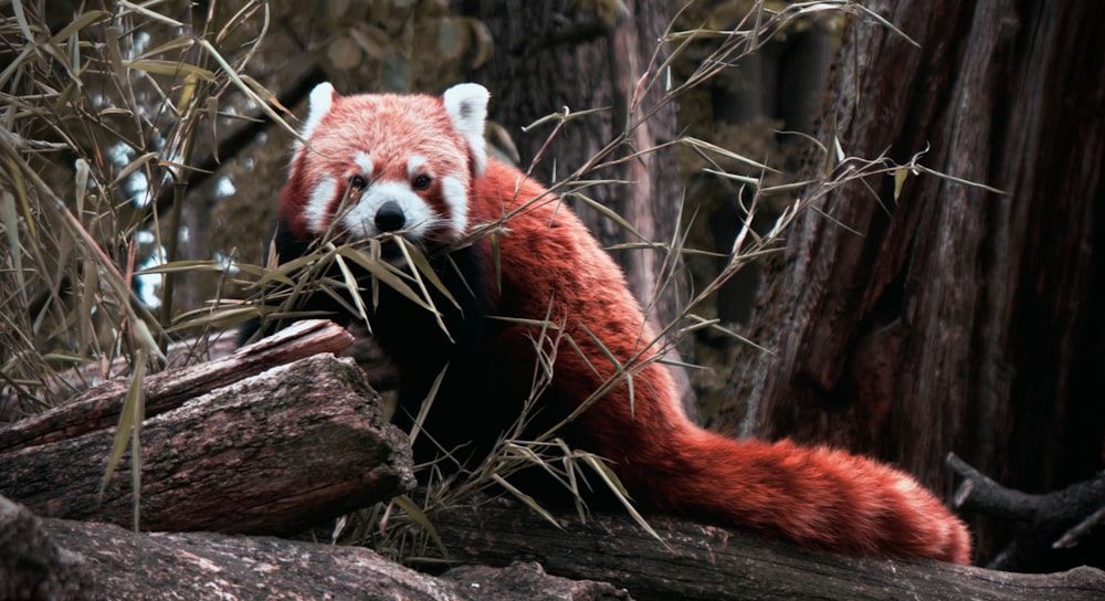 a red panda in a tree