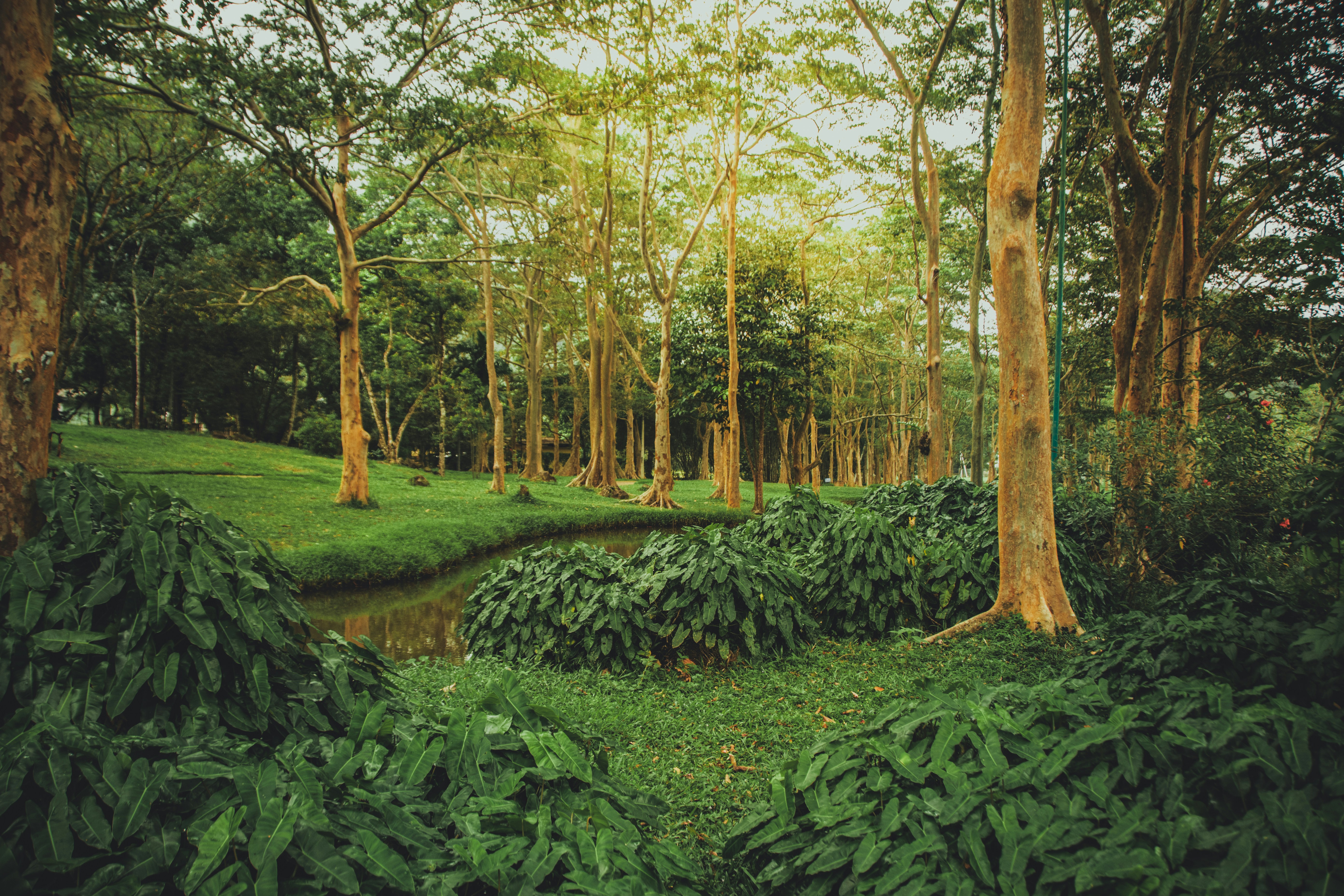 A winding stream flows through a lush green forest.