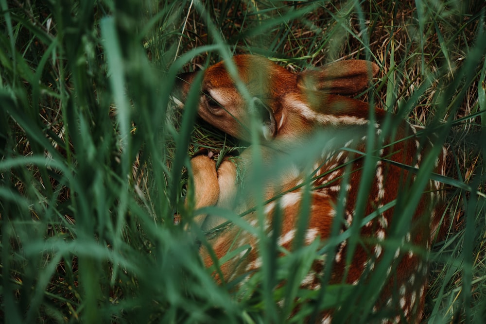 a fox in the grass