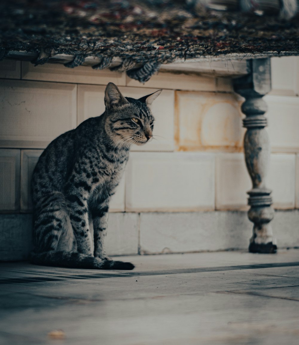 a cat sitting on a ledge