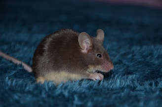 a rodent on a blue surface