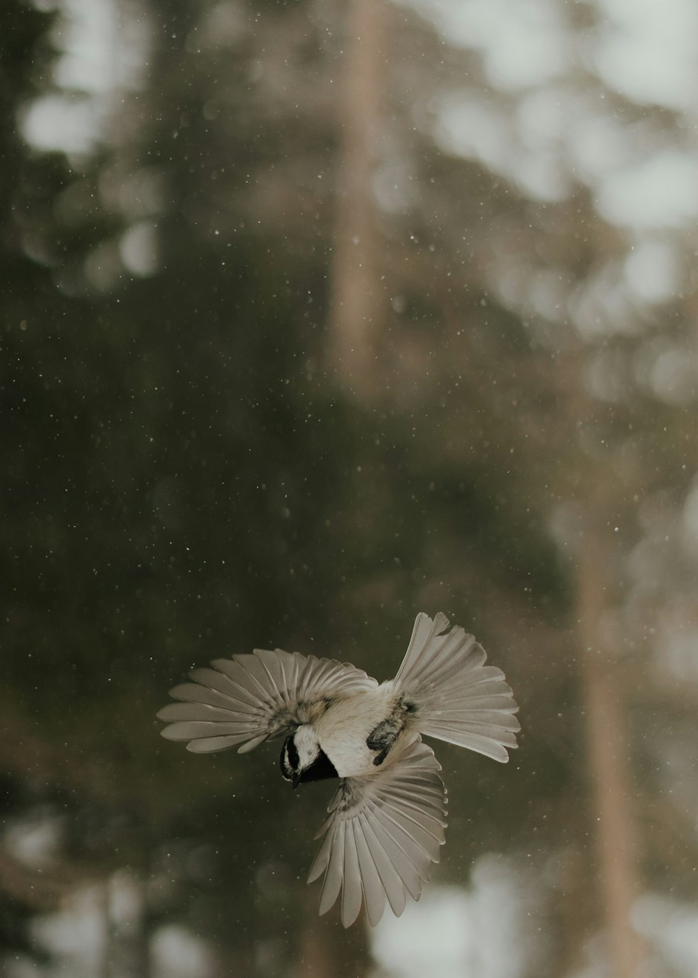 um pássaro voando no ar