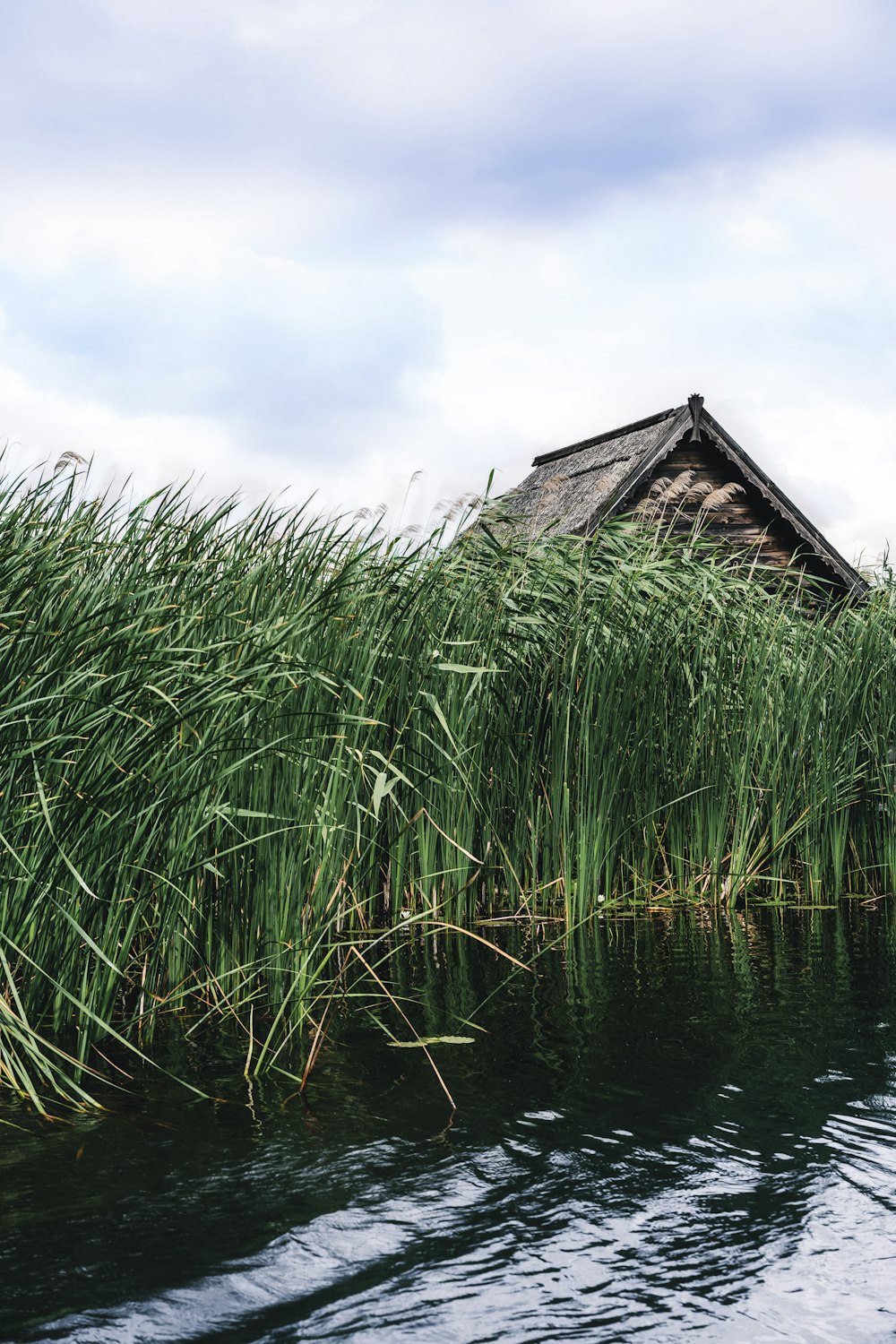 a house with grass growing in the water