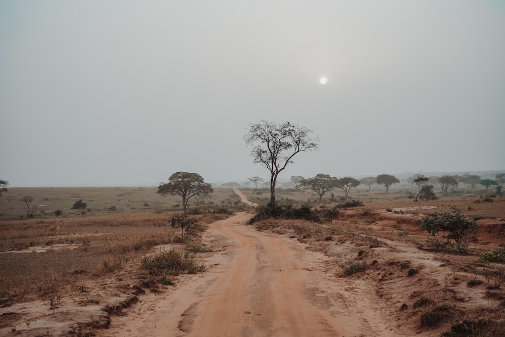 a dirt road with trees on the side