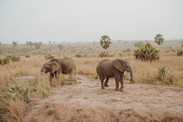 Giraffes walking on the Ugandan savanna