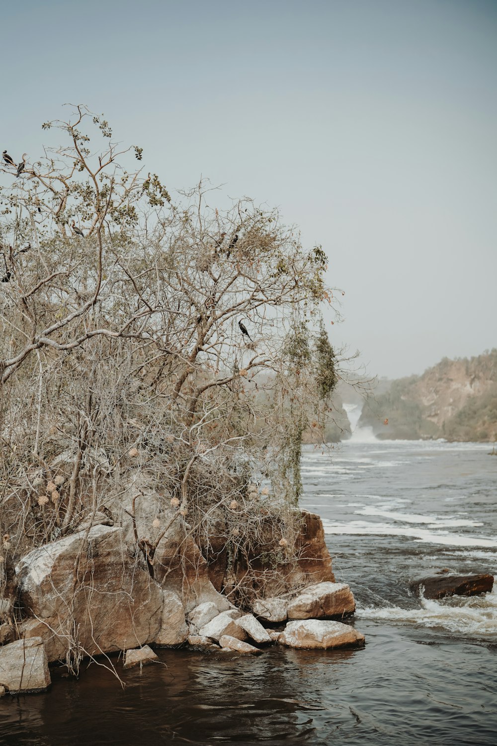 a tree next to a body of water