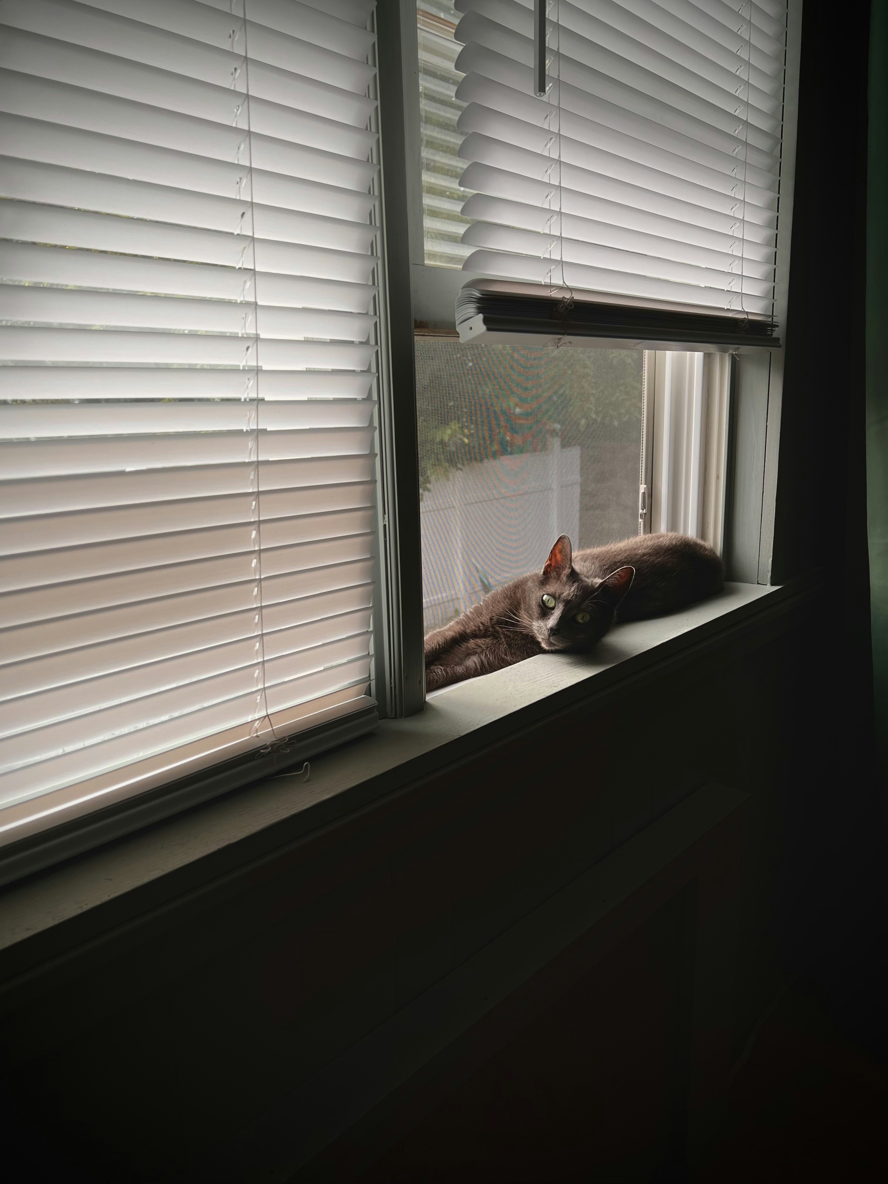 a cat sitting on a window sill