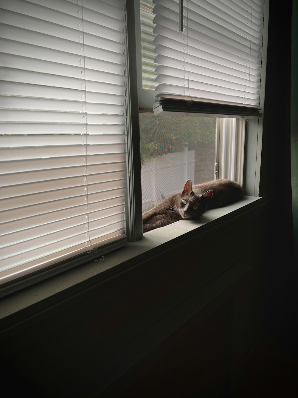 un gatto seduto sul davanzale di una finestra