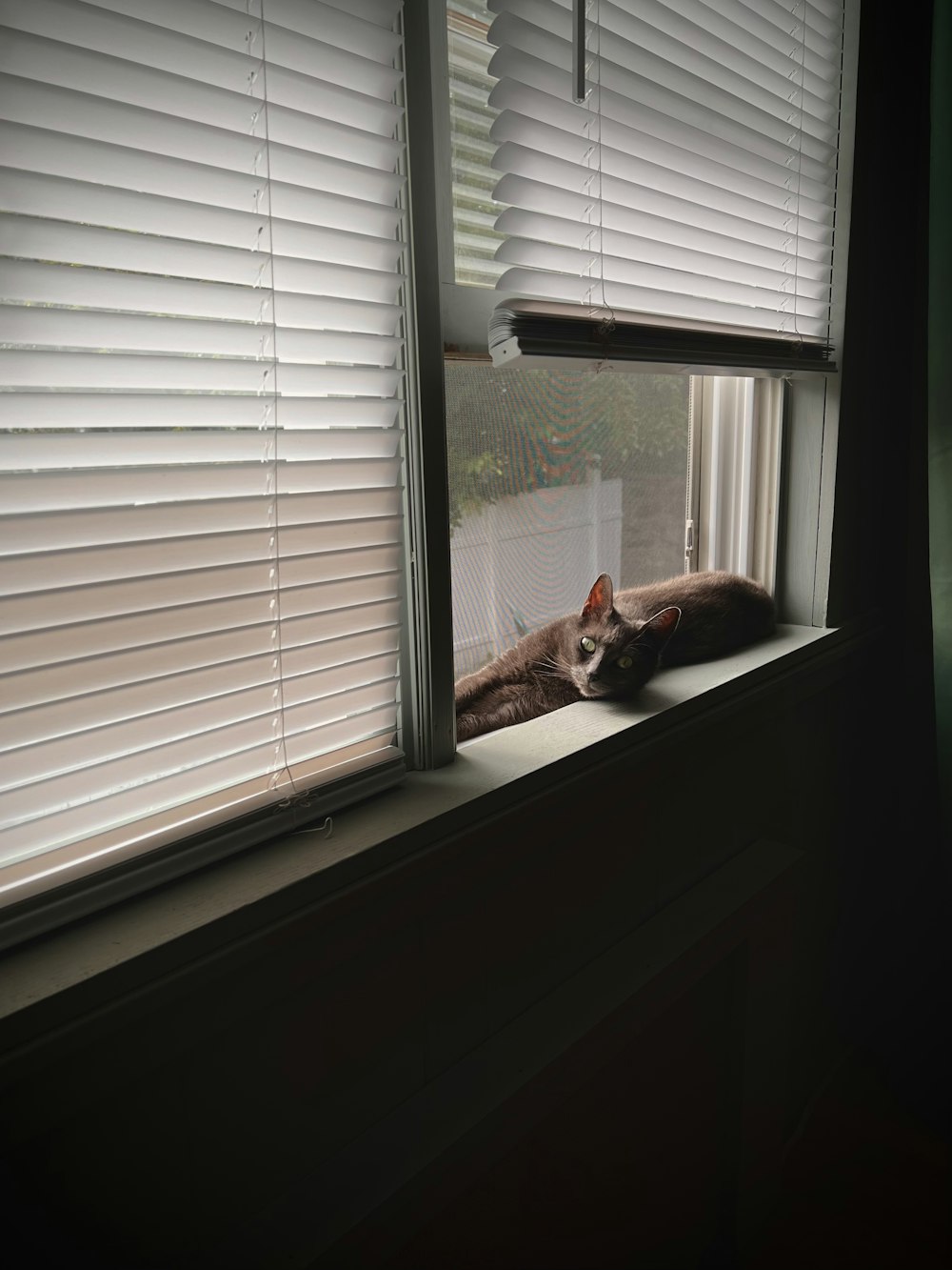 a cat sitting on a window sill