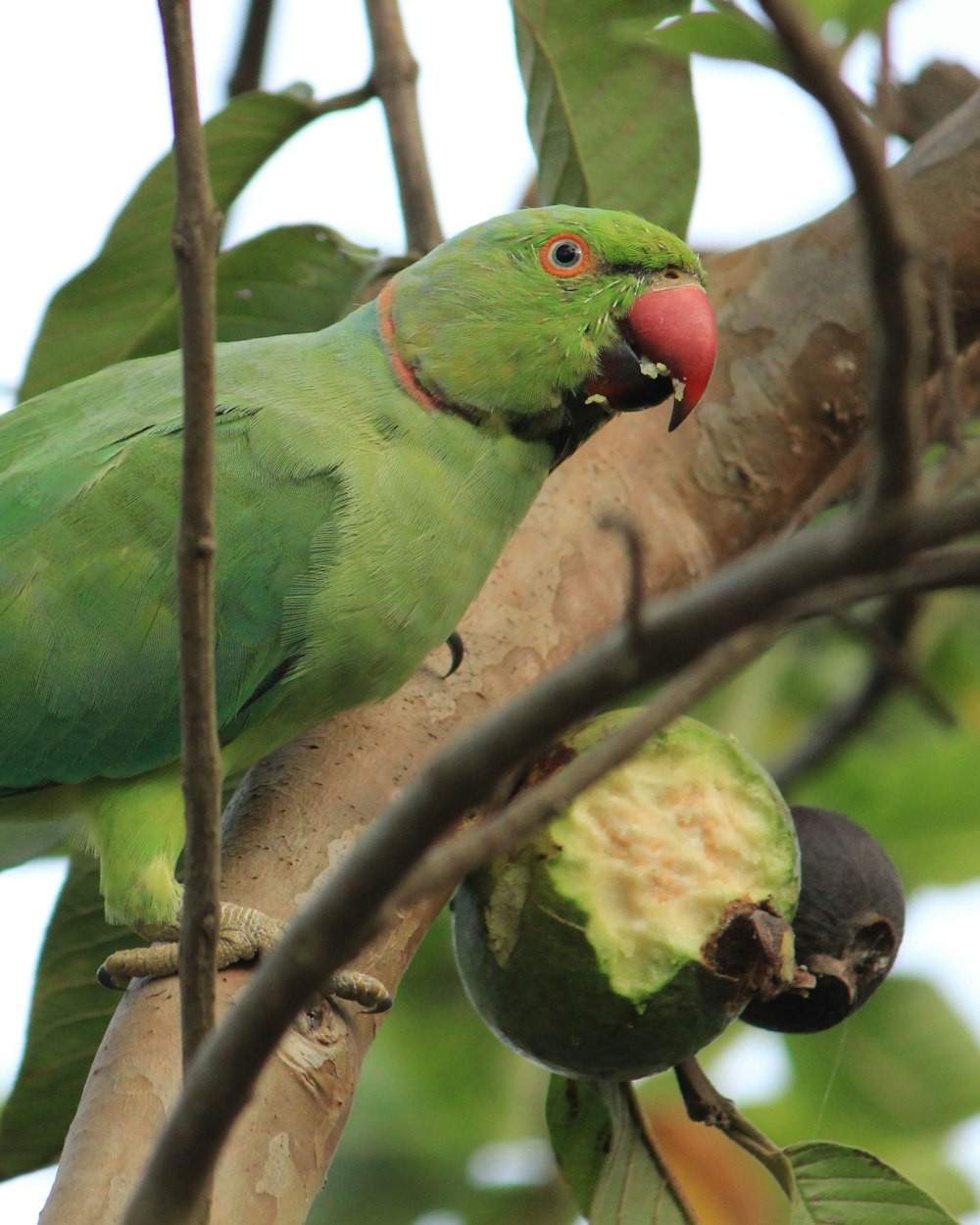 a bird on a tree branch