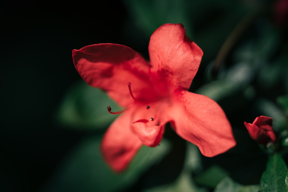 a close up of a flower