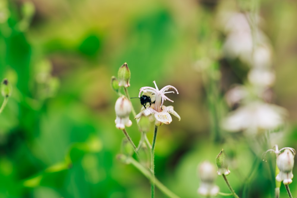 a group of bees on a flower