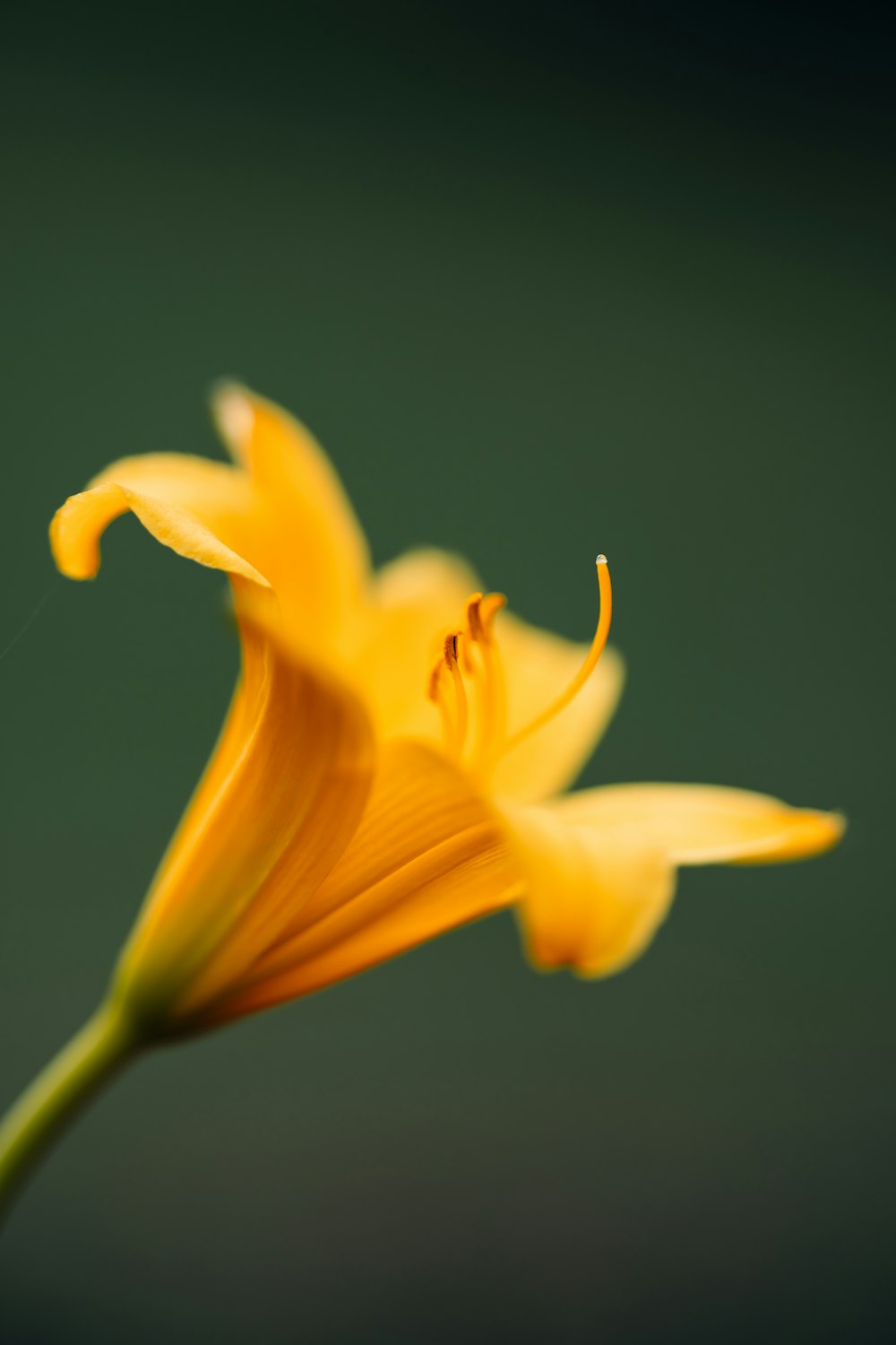 a yellow flower with a green background