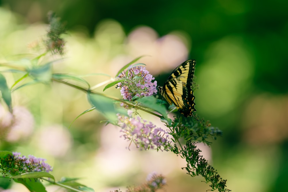 a butterfly on a flower