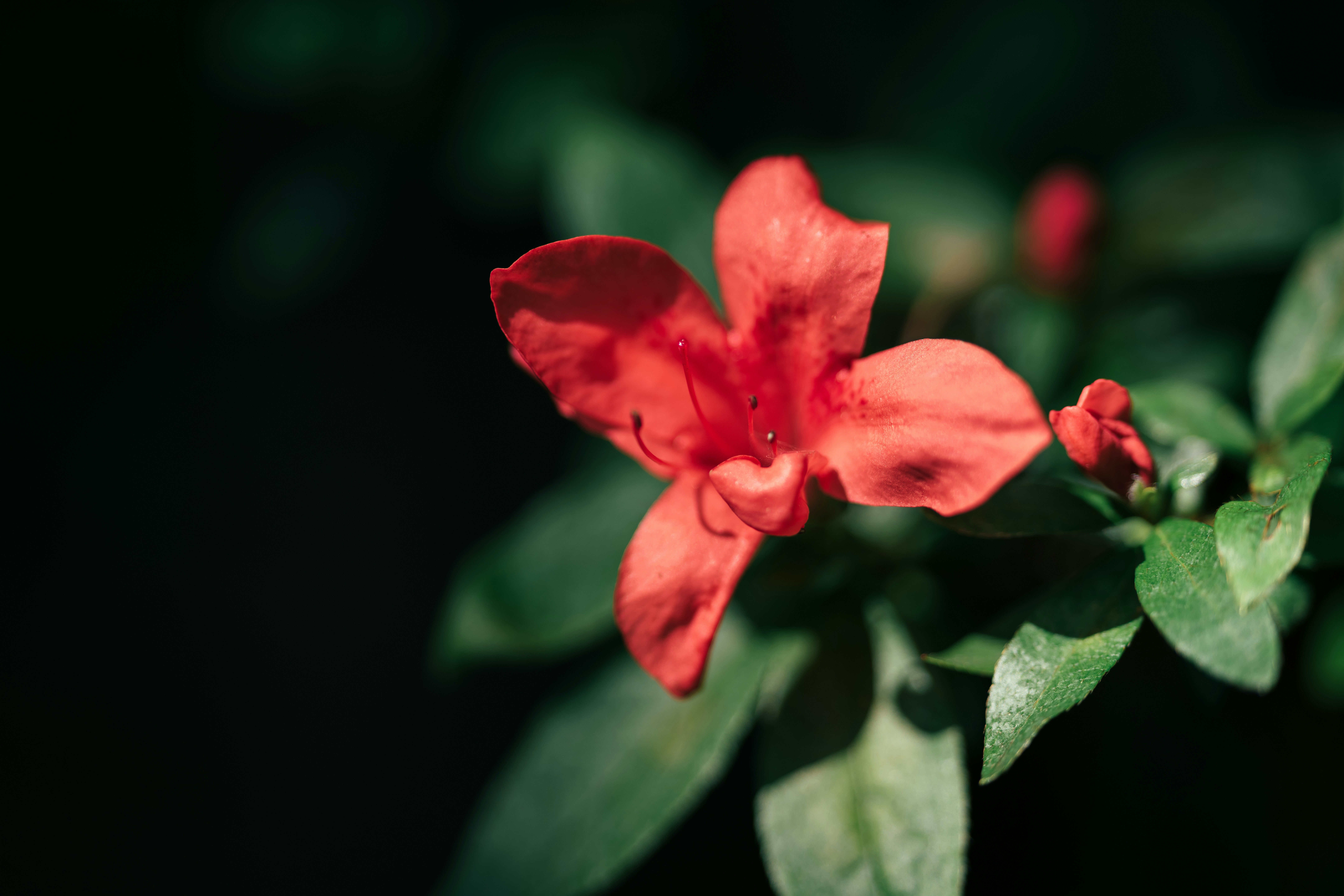 Photo by yohanmarion