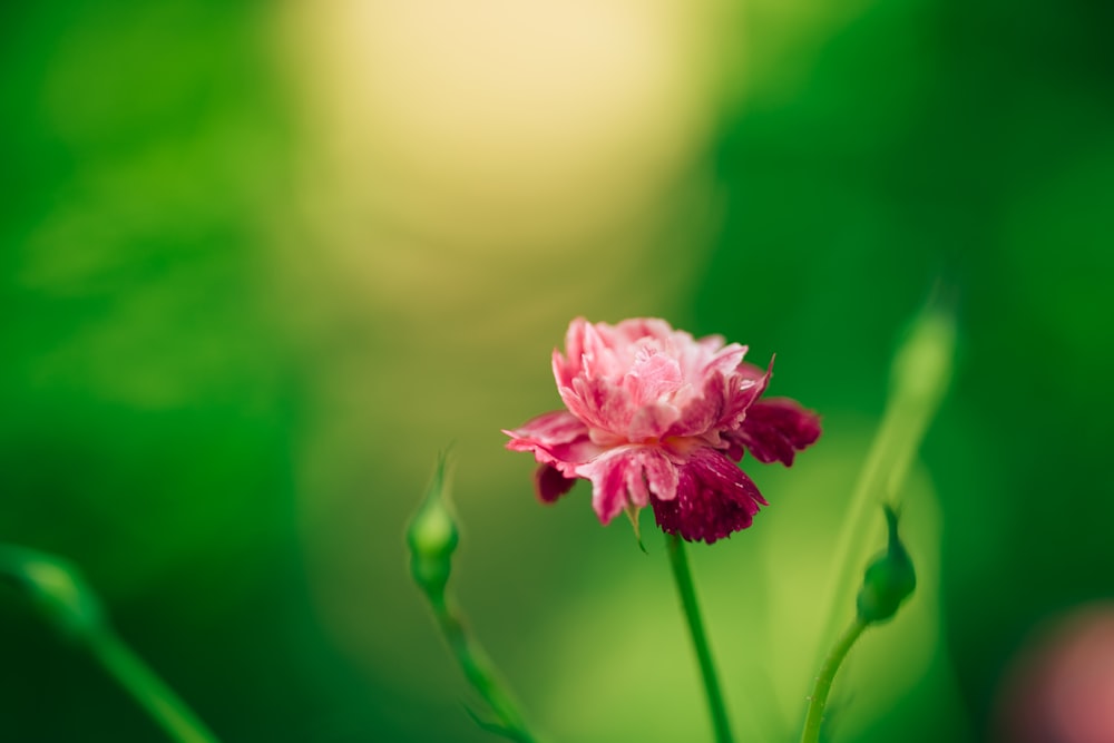 a close up of a flower