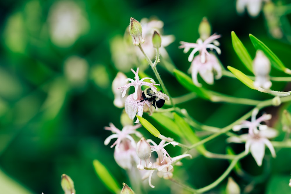 a bee on a flower