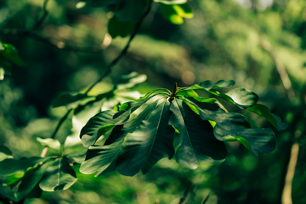 a close up of a green leaf