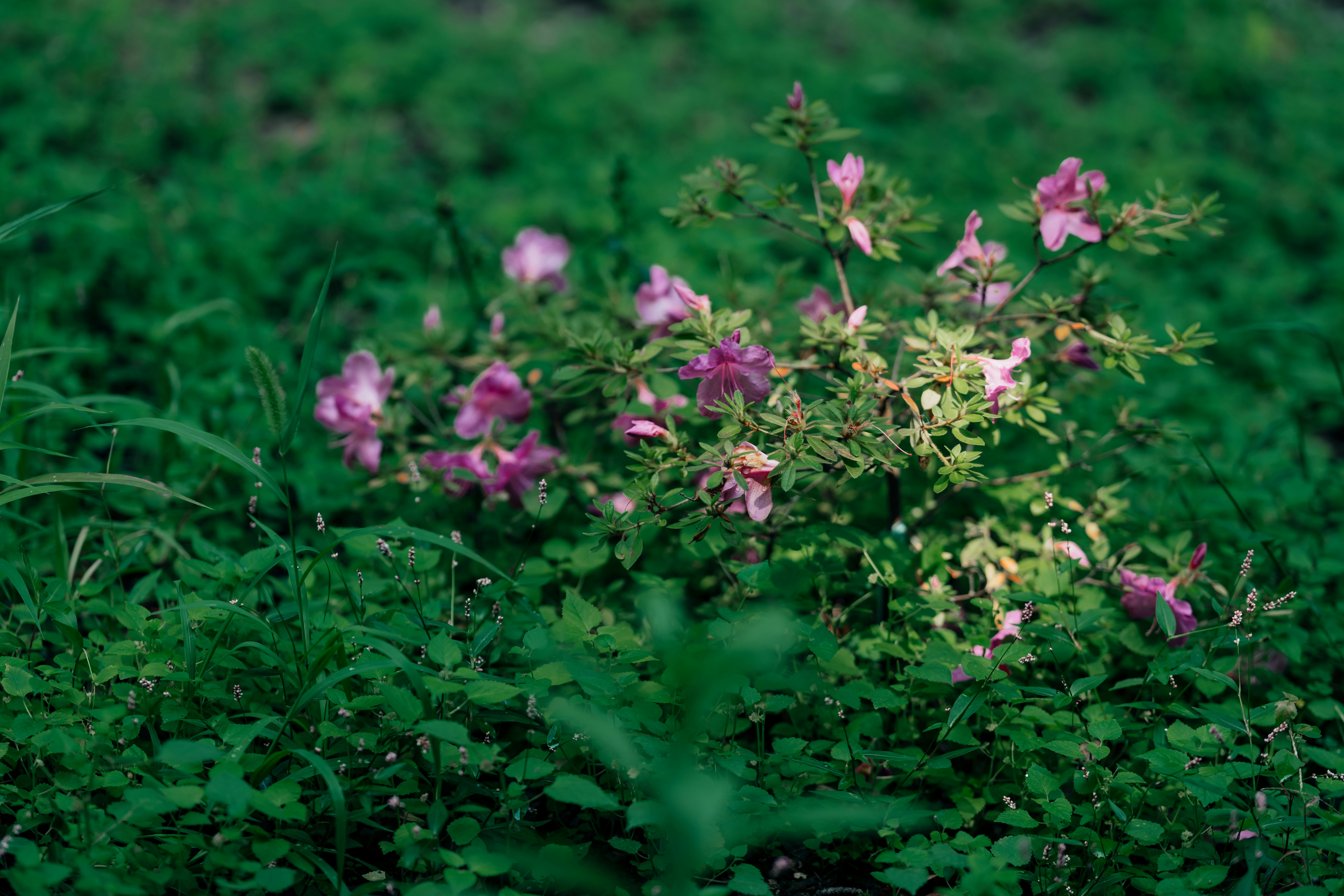 Photo by yohanmarion