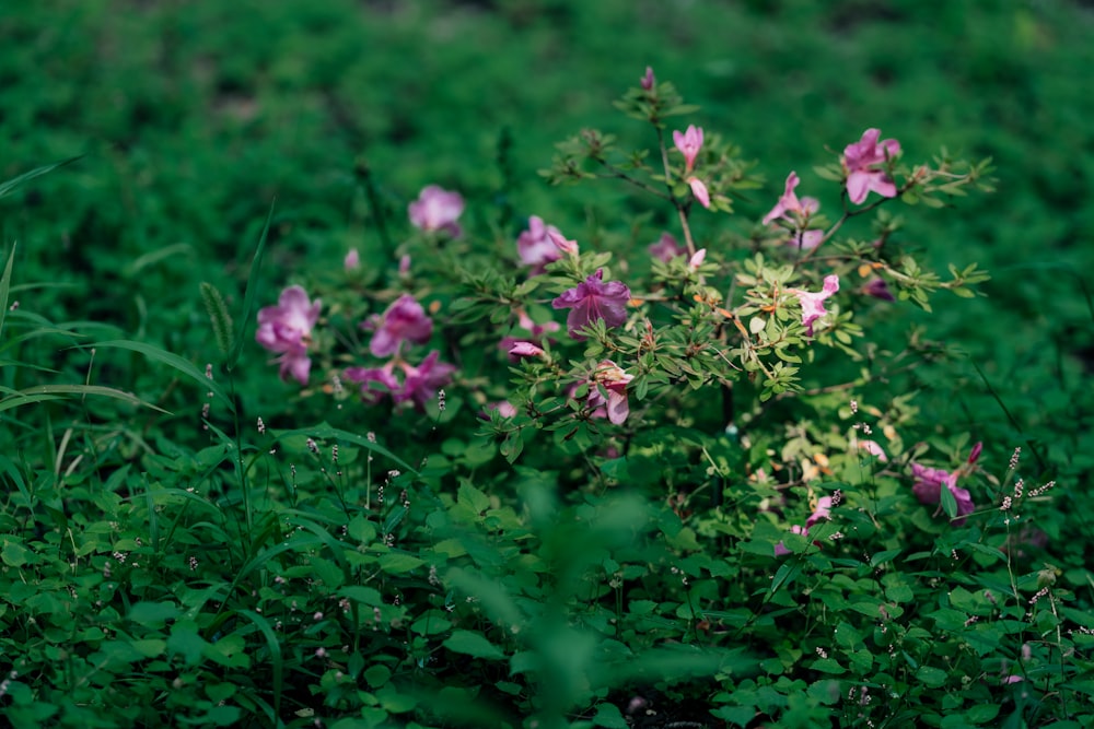 a group of flowers