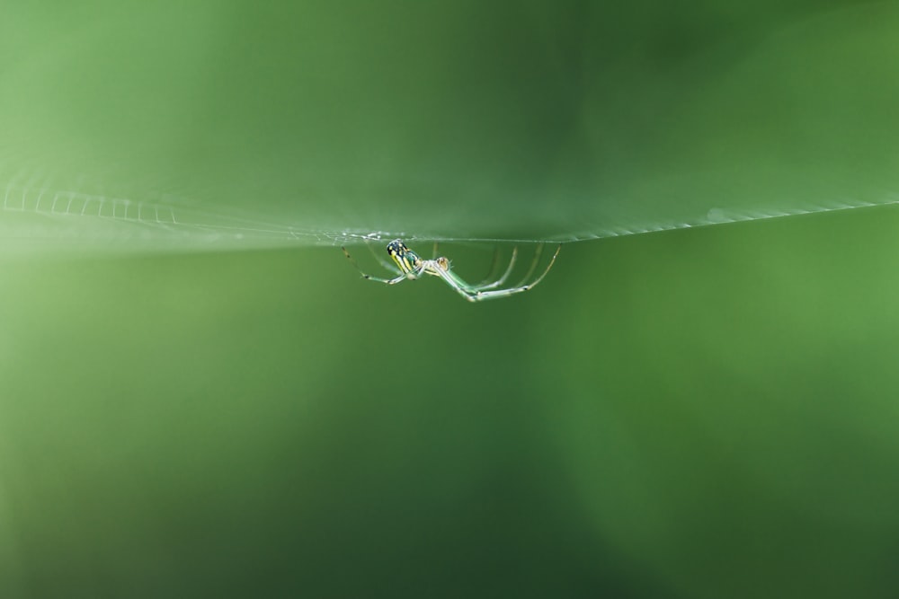 a spider on a web