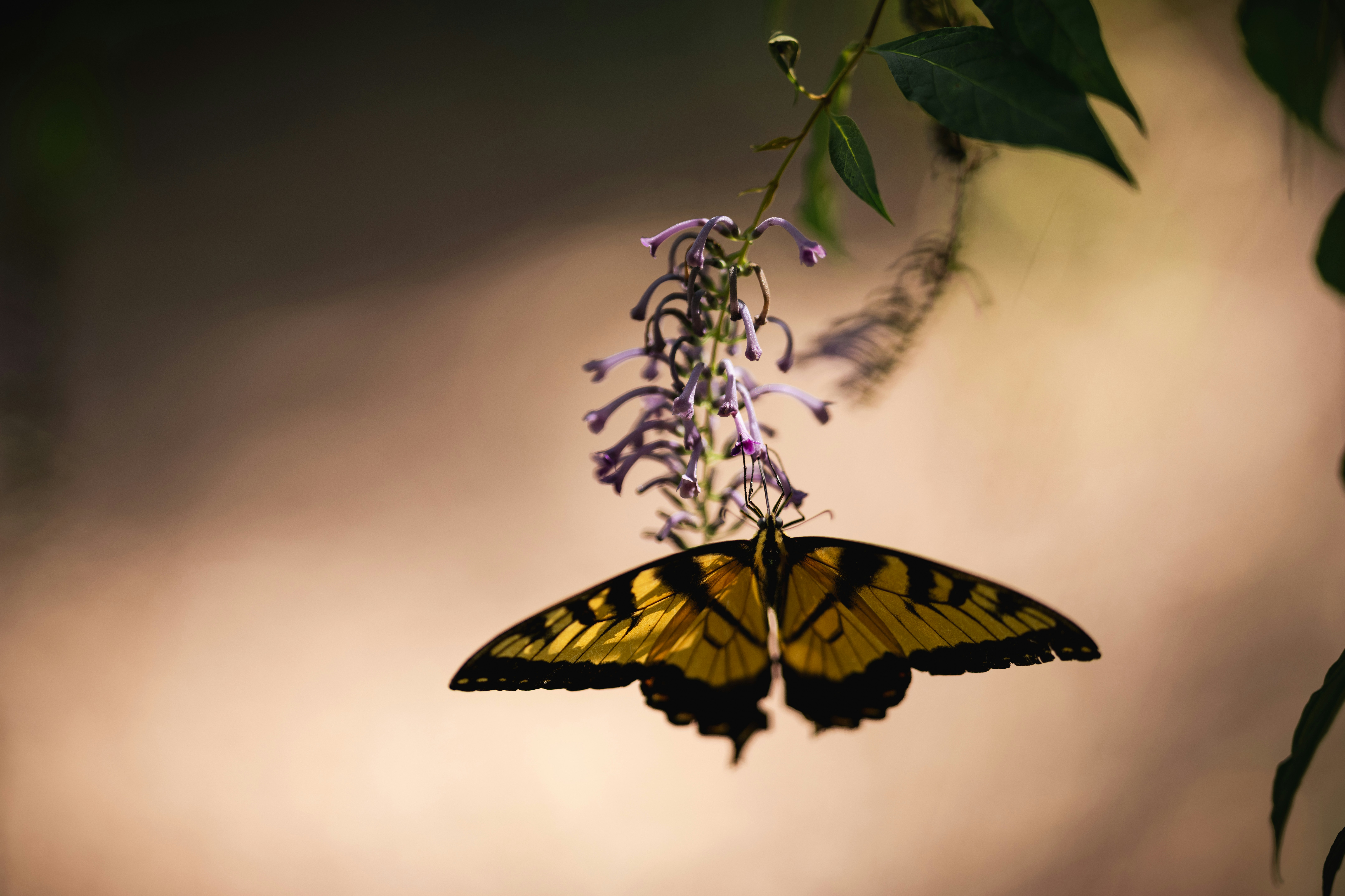 Photo by yohanmarion