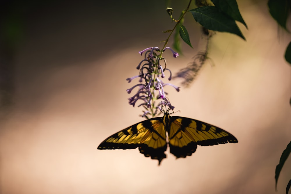 a butterfly on a flower