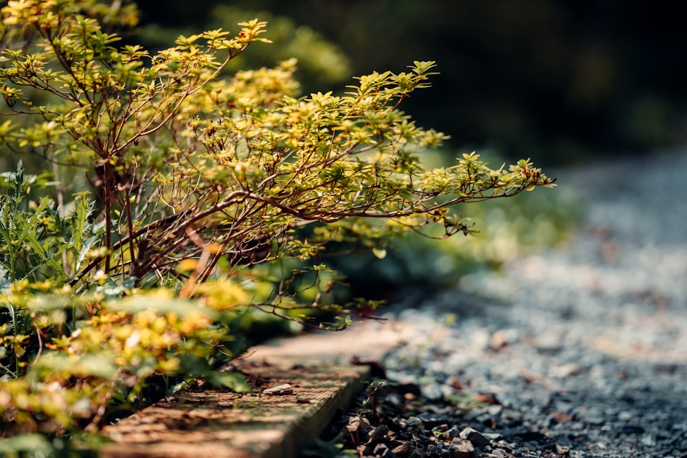 a close-up of a tree