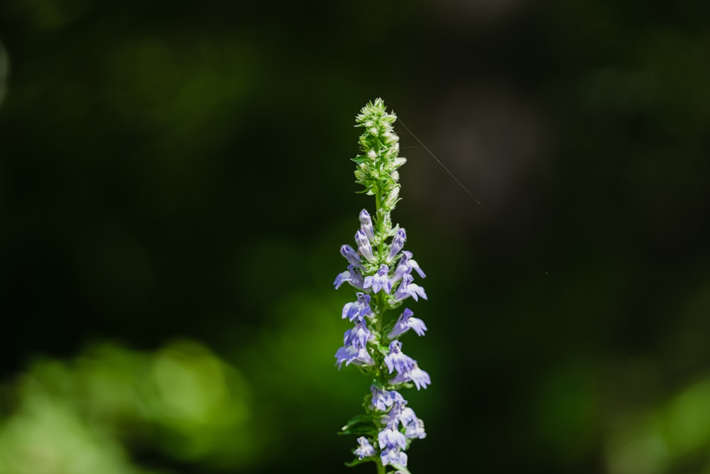 a bug on a flower