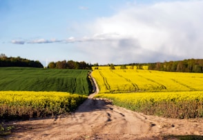 a dirt road going through a field of flowers