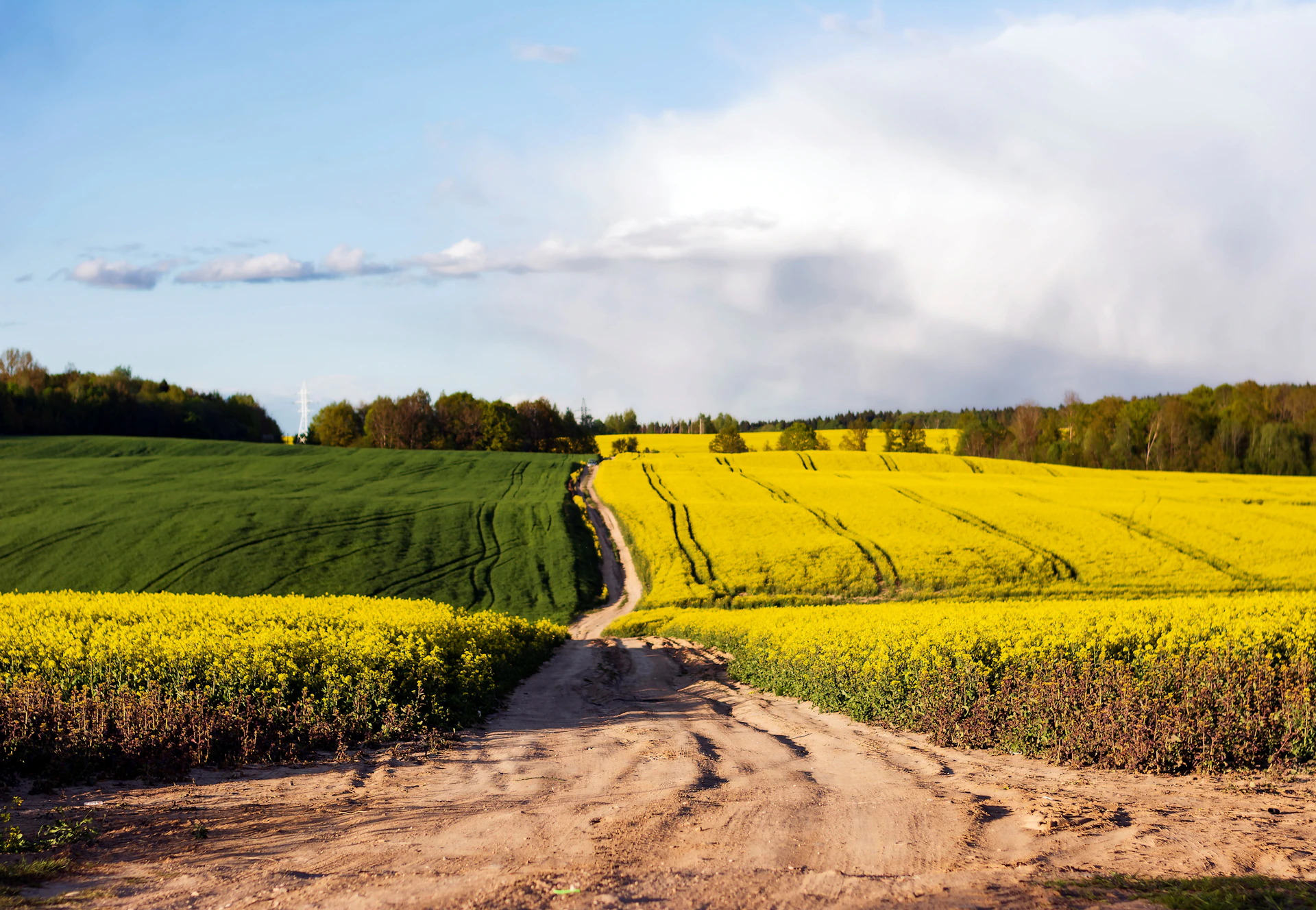a dirt road going through a field of flowers