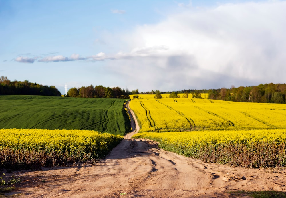 a dirt road going through a field of flowers