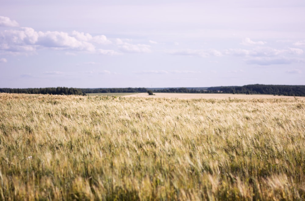 a large field with trees in the background