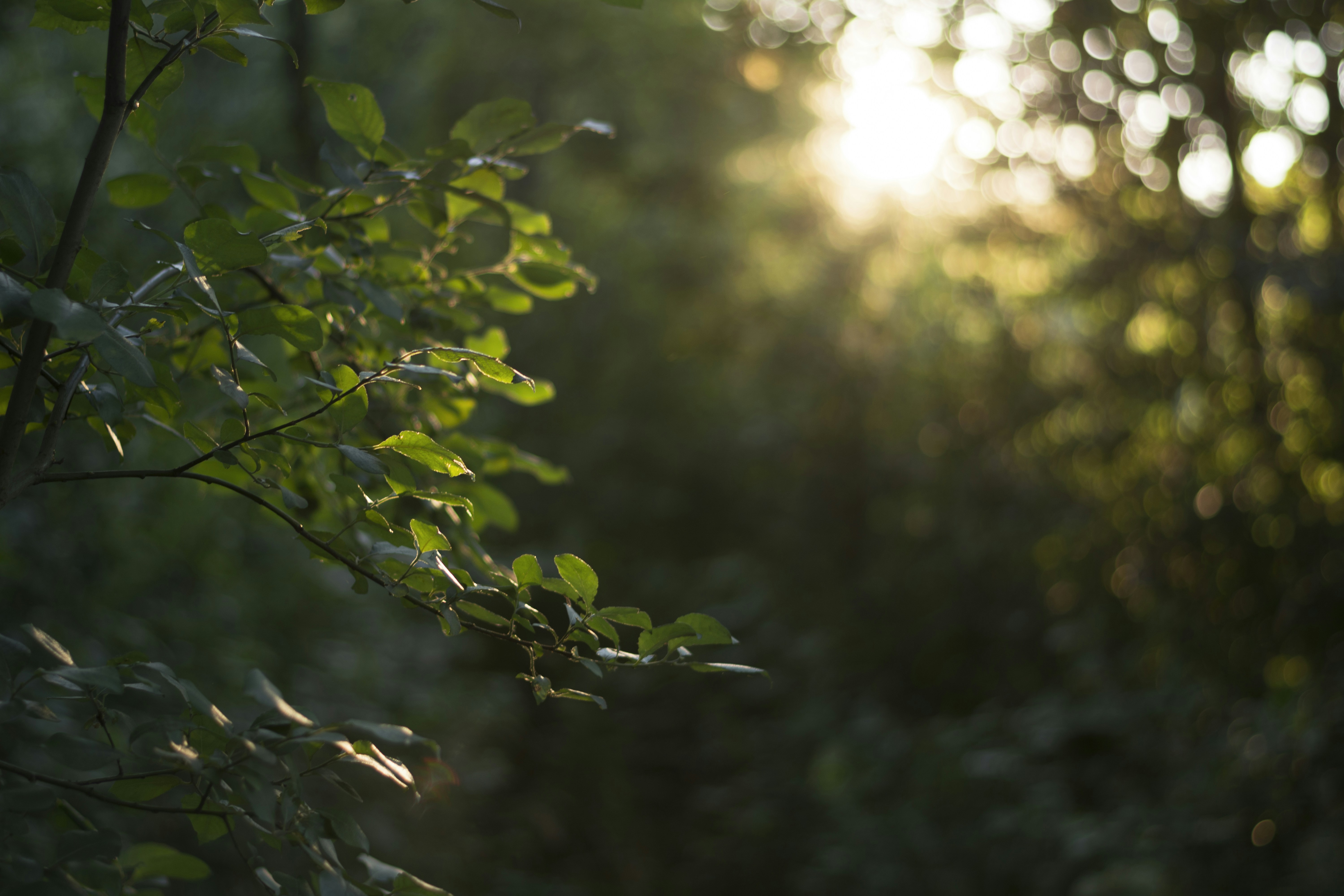 Photo by vadutskevich