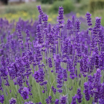 a field of purple flowers