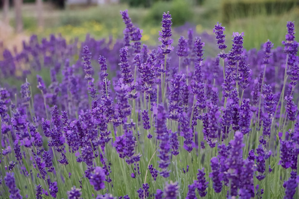 a field of purple flowers