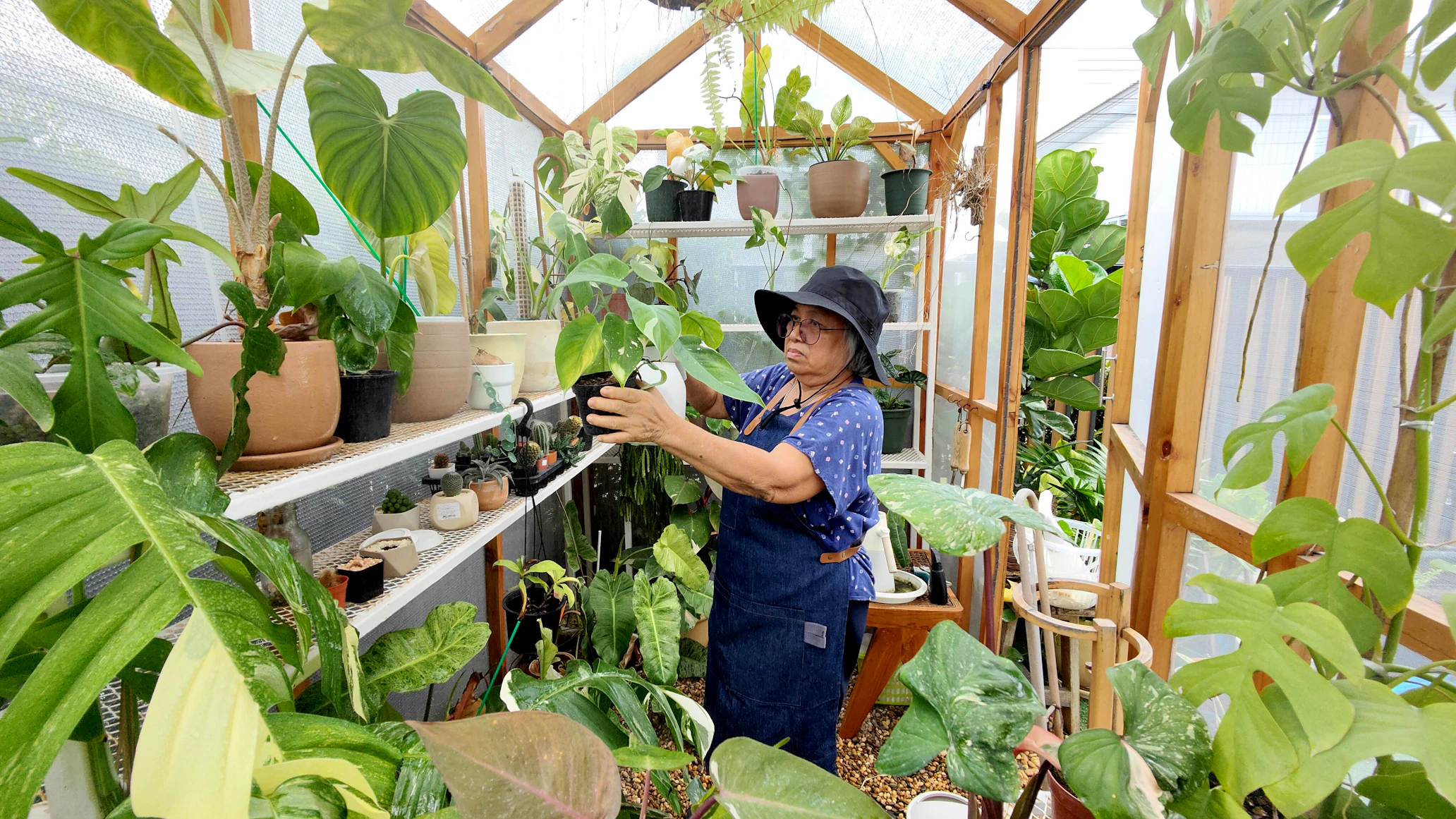 Gardener repotting a
    fast-growing plant into a larger clay pot