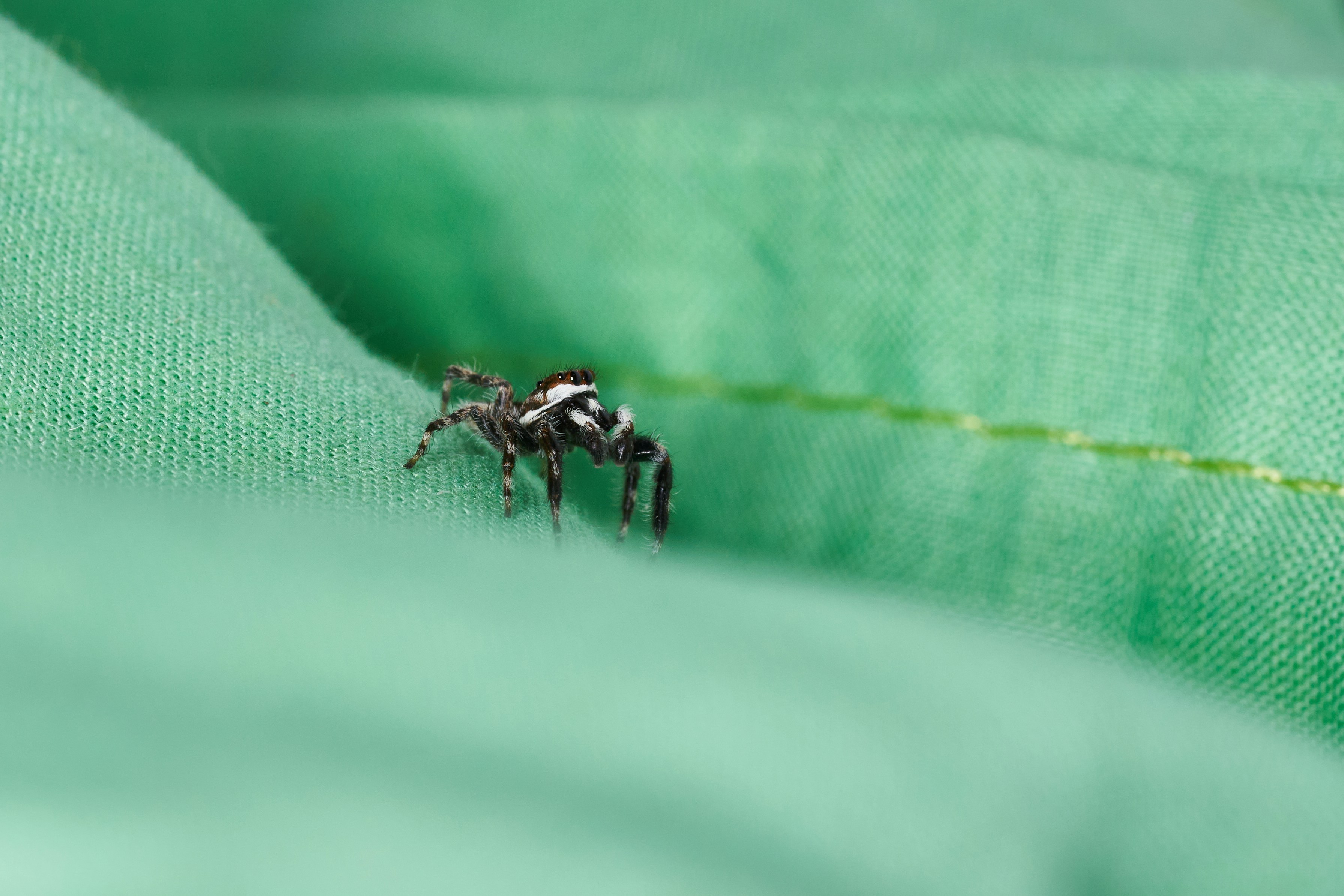 Un grupo de hormigas en una hoja