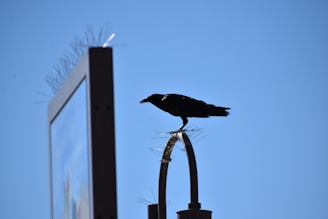 a bird sitting on a pole
