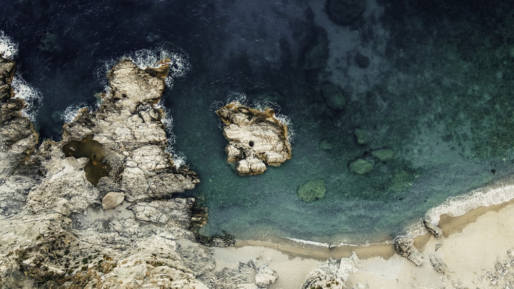 a group of fish swimming in the water