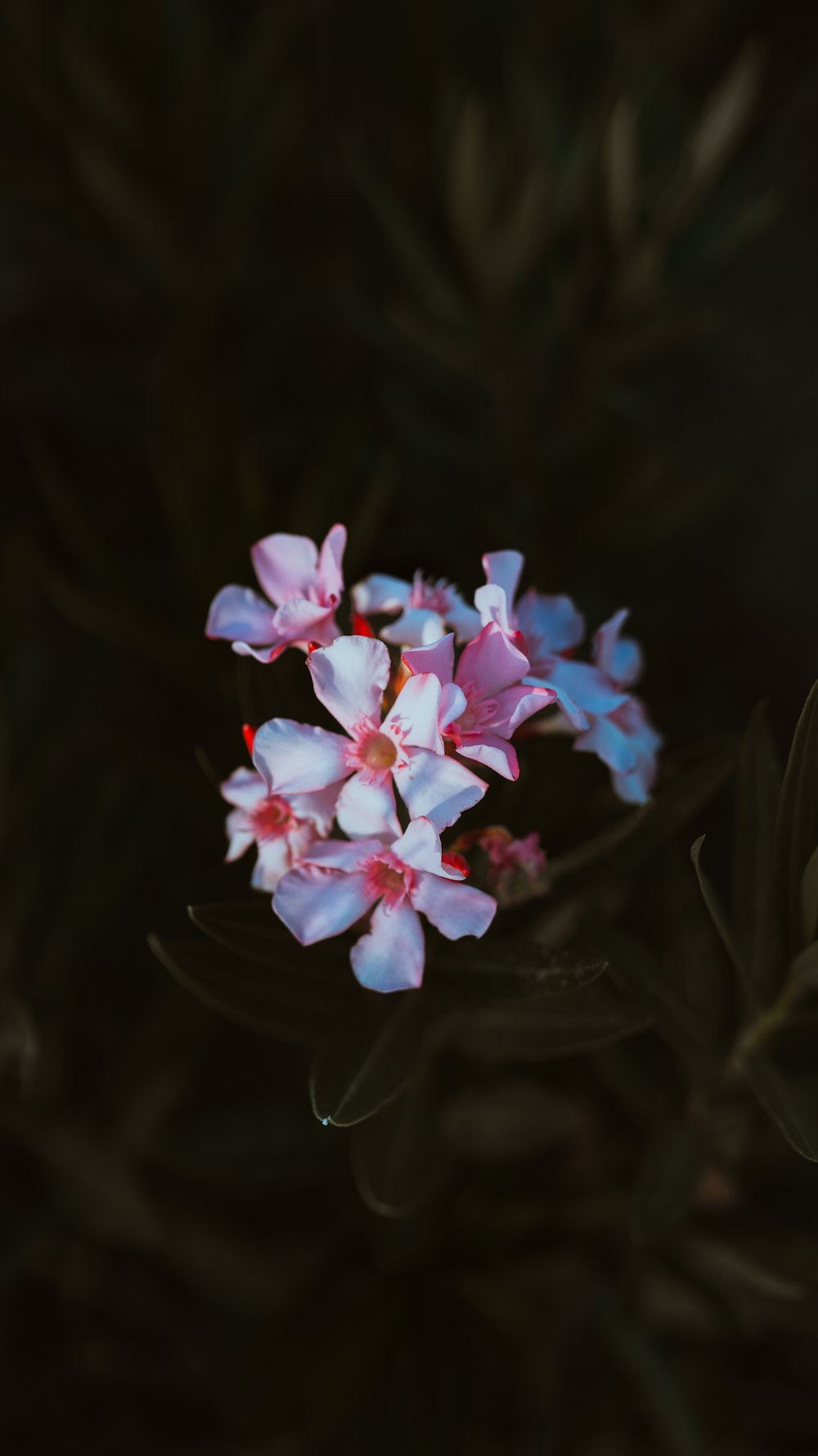 a close up of flowers