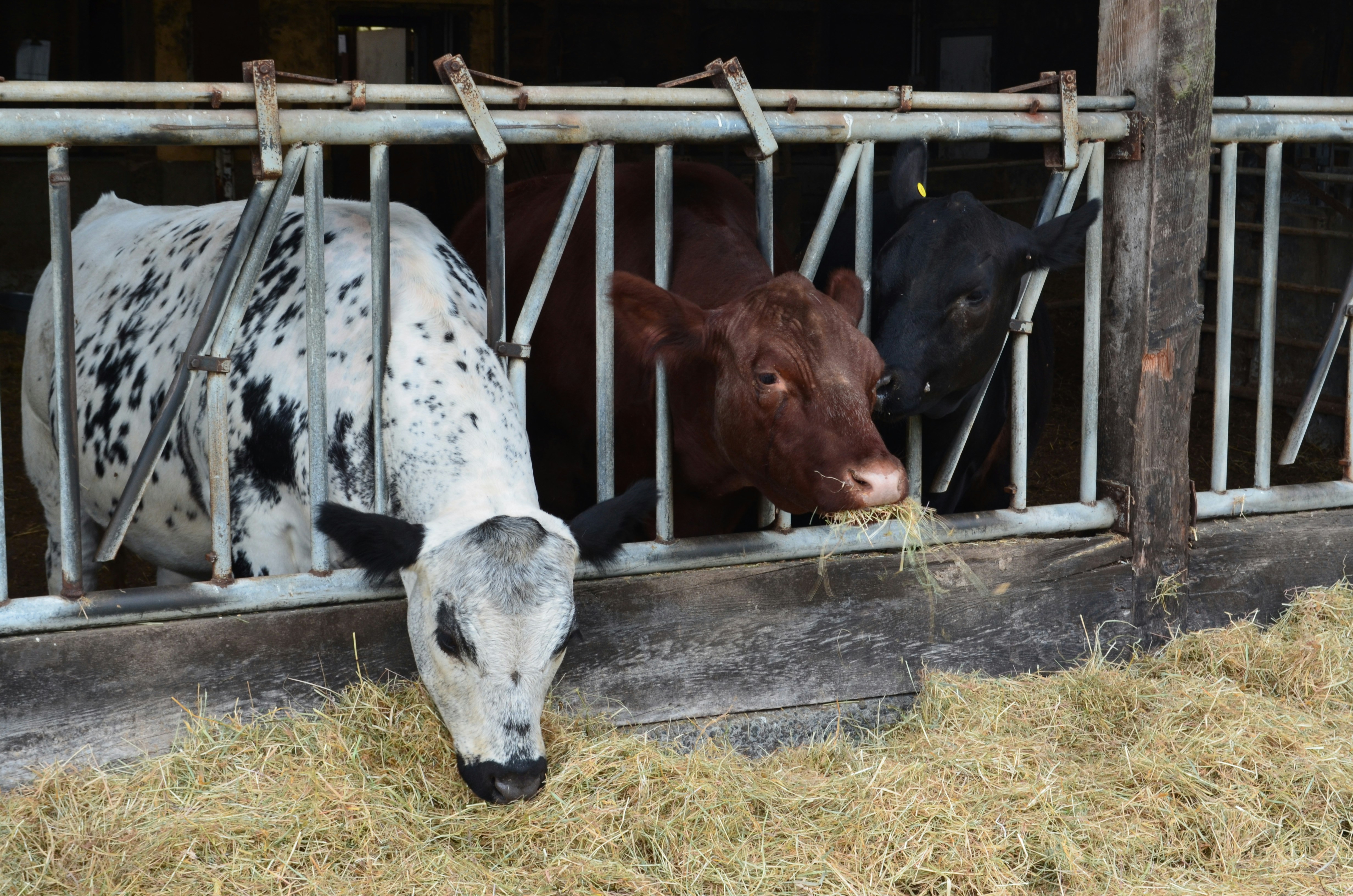 cows in a barn