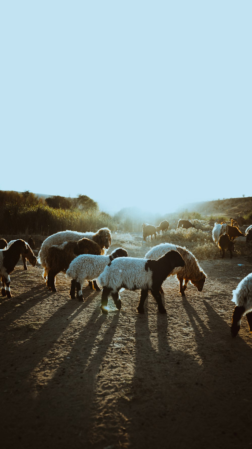 a group of sheep walk down a dirt road