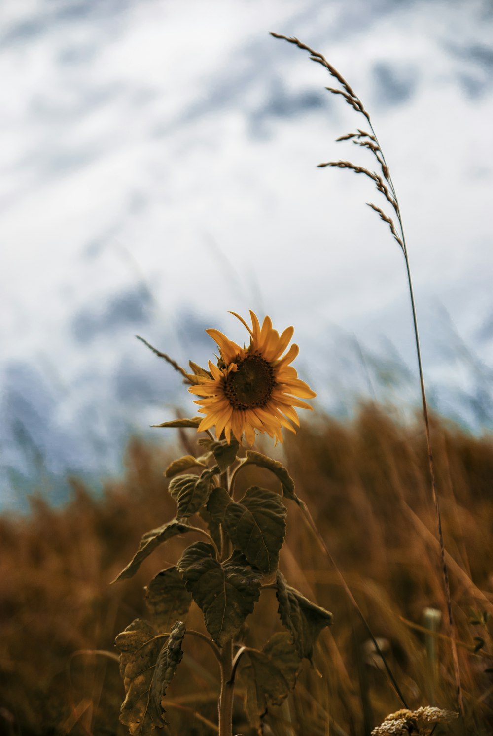 a sunflower growing in a field