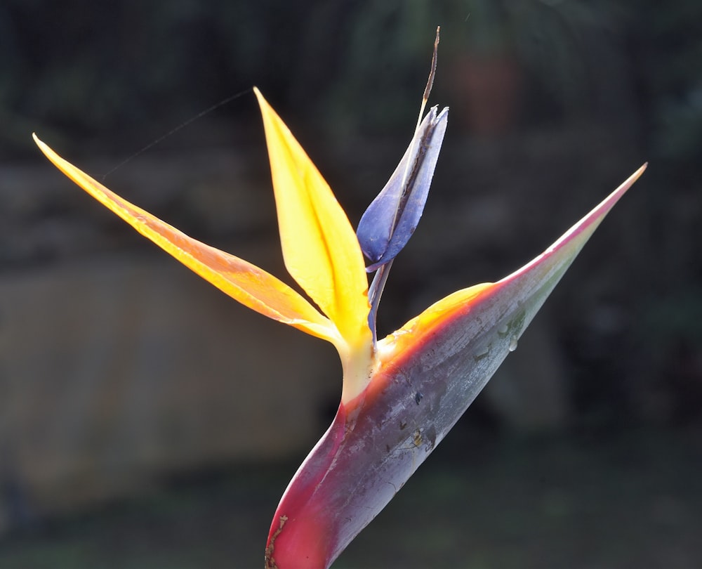 a close up of a flower