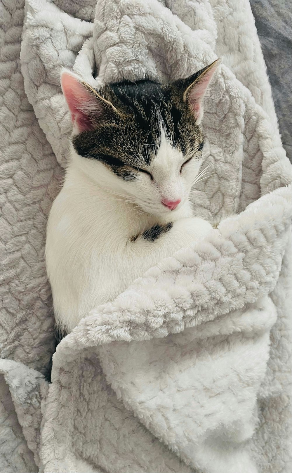a cat sleeping in a blanket