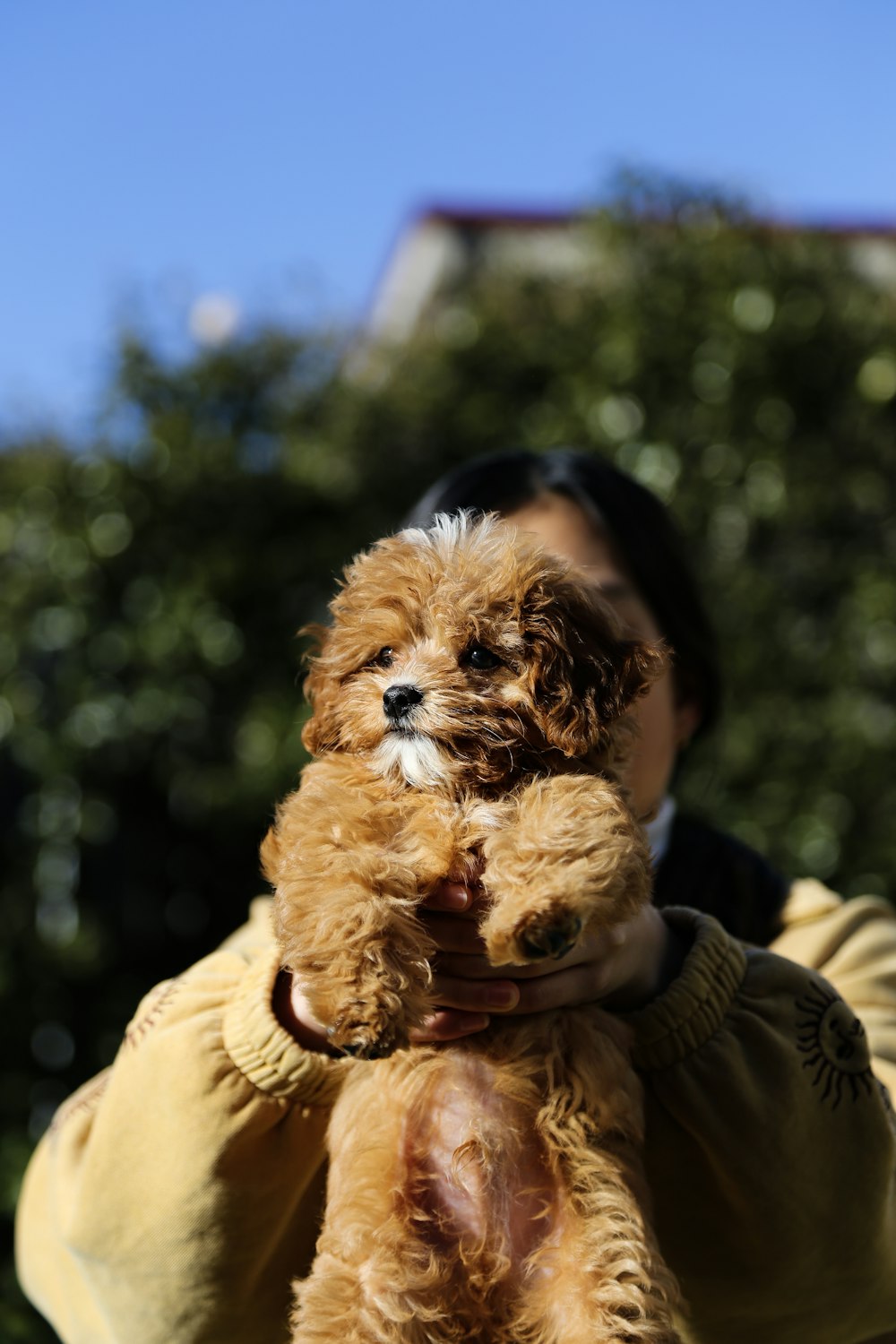 a person holding a dog