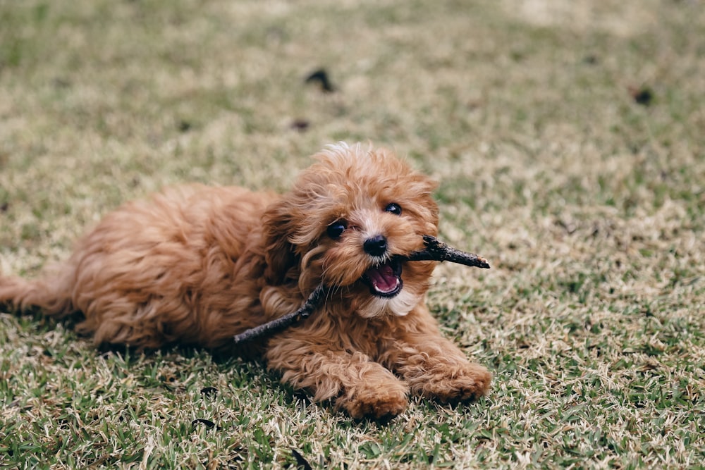 a dog lying on grass