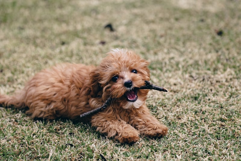 10 adorable small dog breeds to choose for your family