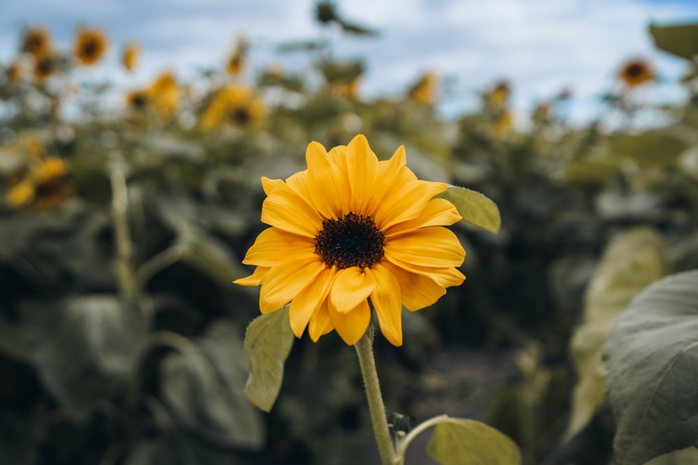 a yellow flower with green leaves